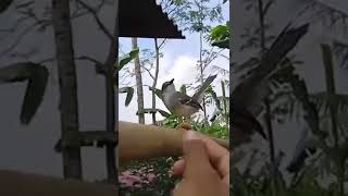 Download lagu prenjak jali gacor di lepas bebas mp3 Download lagu prenjak jali gacor di lepas bebas mp3