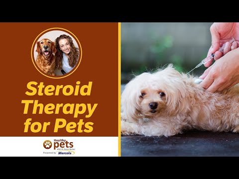 Steroid Therapy for Pets