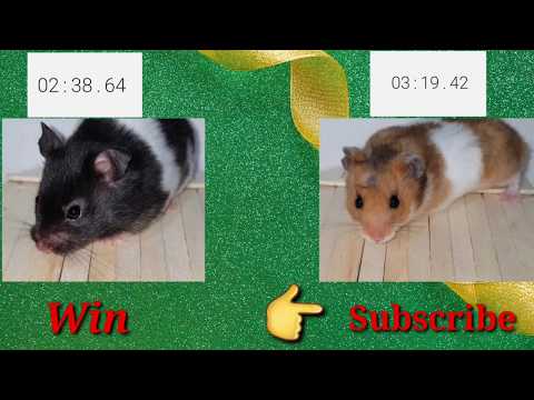 Funny and cute hamster - Hamster maze 6 levels