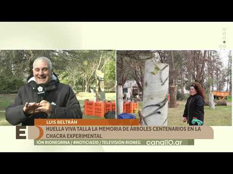 "Tallando nuestra identidad": escultores intervienen árboles centenarios dañados por el temporal