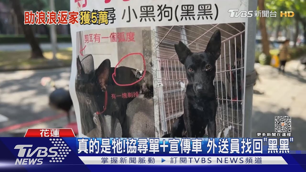 「黑黑」你在哪!狗狗走失66天 外送員眼尖認出