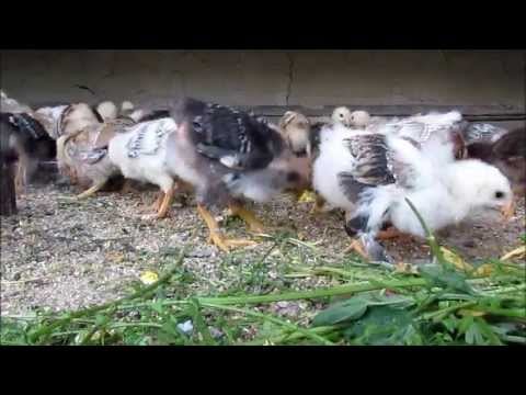 GIURGENI 56 - CHICKENS / PUI