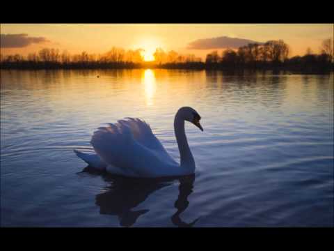 Jean Sibelius - Le Cygne de Tuonela / The Swan of Tuonela
