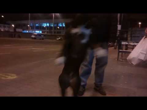 Najla Pit Brave Soul APBT. Princess)