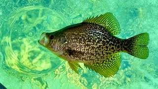 Ice Fishing for GIANT Crappie in Crystal Clear Water with an Underwater Camera! - SO MANY BIG FISH!