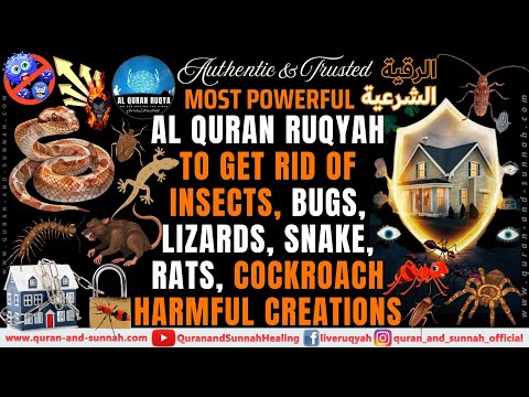 Very Strong Al Quran Ruqyah to Get Rid of Insects, Bugs, Lizards, Snake, Rats, and harmful creations