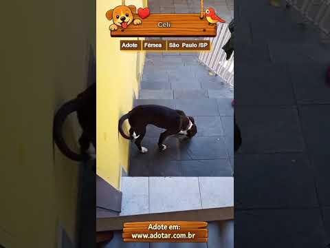 Vídeo de Celi