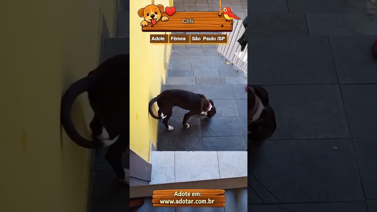 Cachorro raça SRD-ViraLata idade 2 a 6 meses nome Celi
