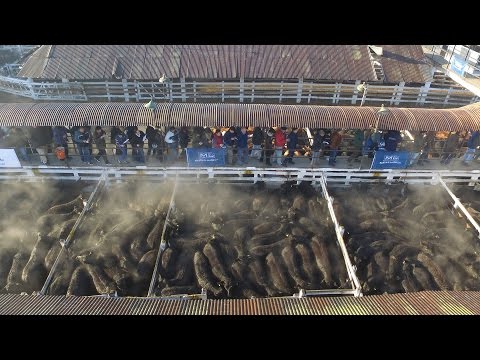 Martin G. Lalor S.A. | 30 Años - Mercado de Liniers