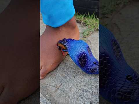 Snake Kiss Blue💋🐍 #funny #Snake #kiss