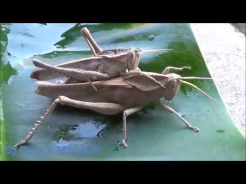 * GAFANHOTOS ACASALANDO * * GRASSHOPPERS MATING * ( 2/2 )