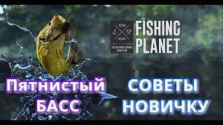 Fishing planet на что ловить пятнистого басса
