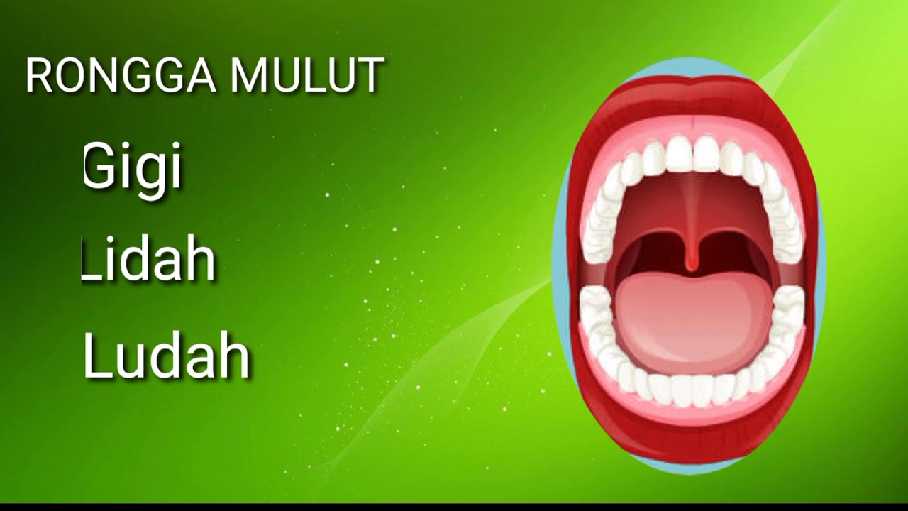 BAGIAN BAGIAN RONGGA MULUT