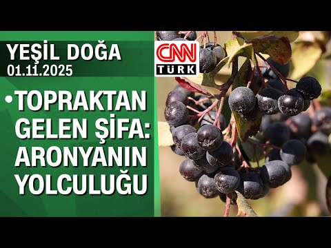 Healing from the Soil: The Journey of Aronia - Green Nature 01.11.2025 Saturday