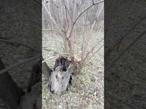 Acest video clip l-am făcut în amintirea unei dinastii al neamului Safir-Suceveanu  Coropceni Iași