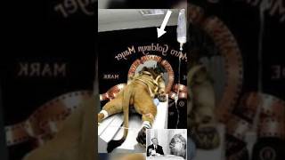 The Dark Secrets of the MGM Lion’s Roar #shorts
