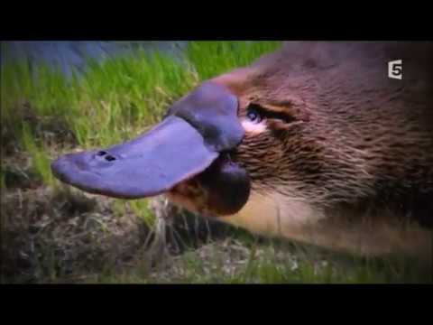 download lagu mp3 mp4 Ornithorynque, download lagu Ornithorynque gratis, unduh video klip Ornithorynque