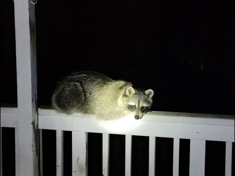 Relax TV by WildAboutColorado79