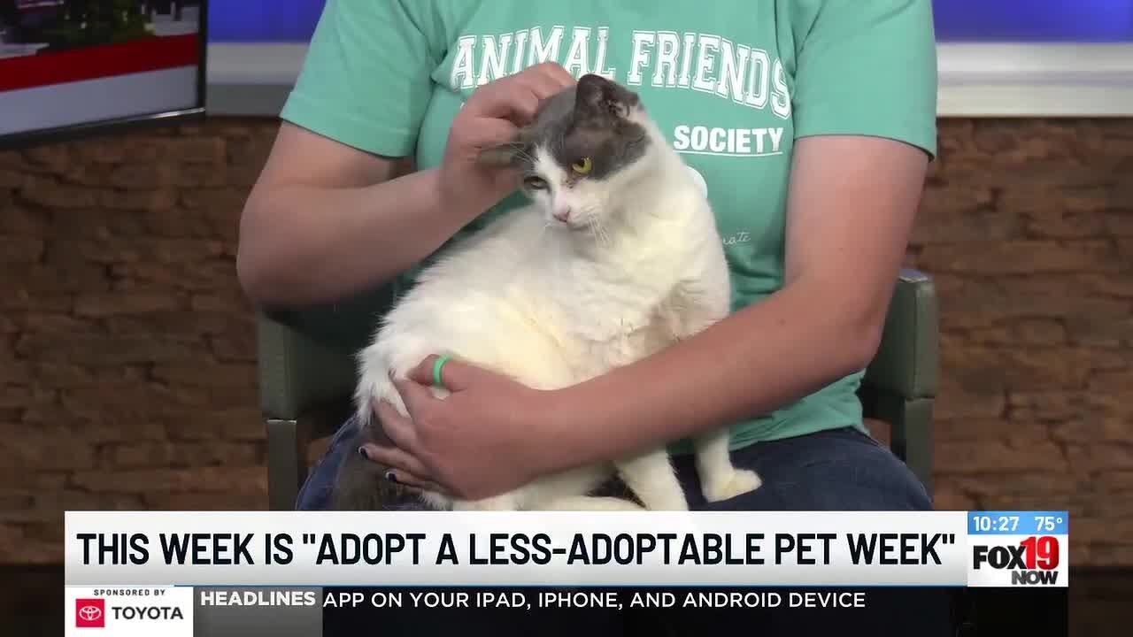 'Adopt a Less-Adoptable Pet Week' at Animal Friends Humane Society