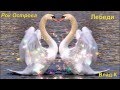 Рок Острова---- Лебеди... 