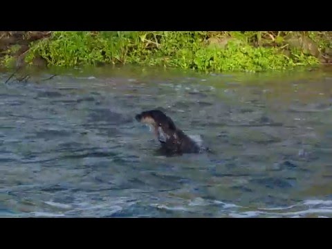 Otter breaching like a dolphin