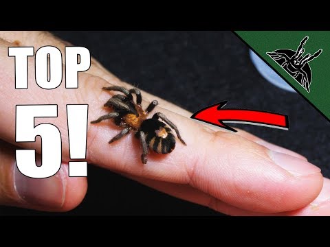 Top 5 MUST HAVE Tarantulas! Beginner friendly list