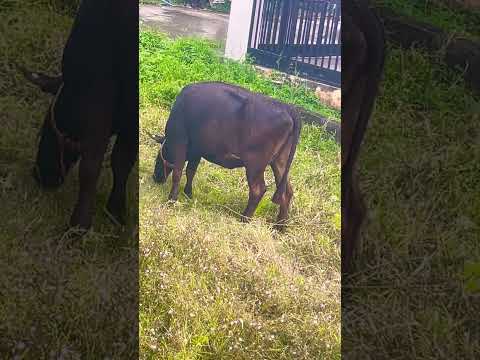 Helpless 🙏🙏#rain #savecow #help #care #saveanimal