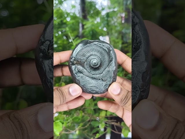 Sarvottam Sacred Adwaitya Sudarshan Shaligram video