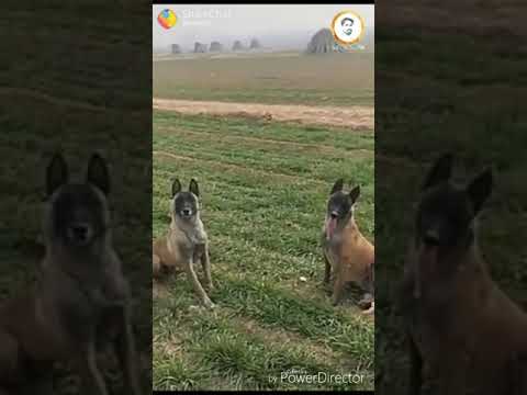 Pet dogs amazing stunts