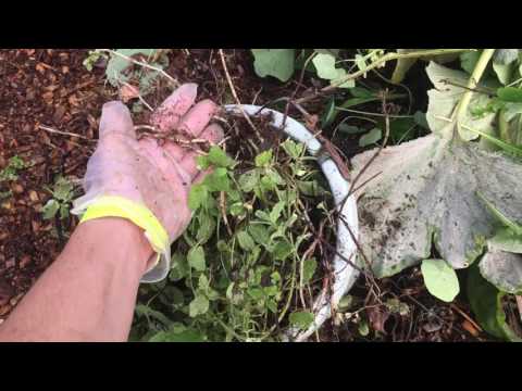 Food Forest Succession:  Transitioning from Annual to Perennial Polyculture