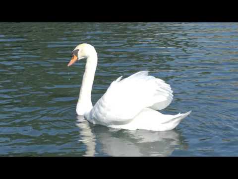 image-What is the history of Itasca IL?