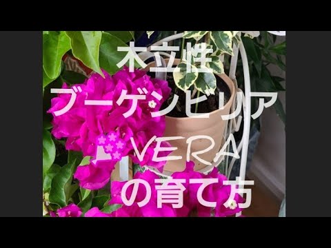 ブーゲンビリアは壁を傷つけますか？他に無害なつる性の植物は何ですか？  庭園