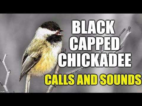 Black-capped Chickadee Calls