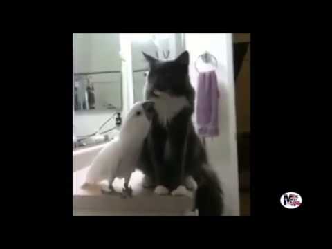 Cat 🐈 and birds 🦅 mischief  ❤️বিড়াল আর পাখির দুষ্টামি