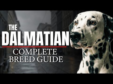 Dalmatian Dog Breed Guide: Everything You Need to Know