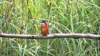 preview picture of video 'Kingfisher VS Fish'