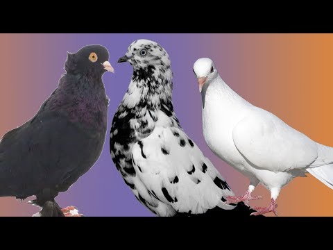 , title : 'Farklı Renklerde İki Güvercin Eşleşirse Yavru Güvercinler Ne Çıkar ?'