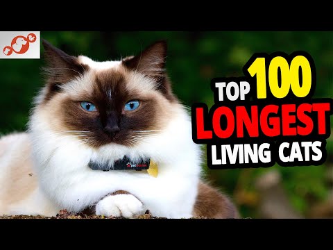 🐈 All Cats Lifespan - TOP 100 Longest Living Cat Breeds! #2