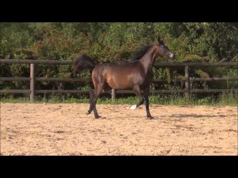 KA Barbeló Arminius *colt 2014 ( Emerald J x Bali by Pilot )