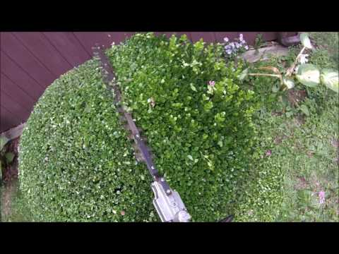 Boxwood 3-minute trim with power shears