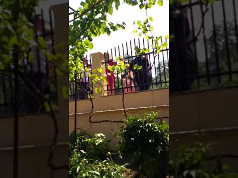 Romanian wedding , the groom visiting the bride .