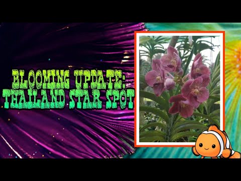 Blooming Update: Thailand Star Spot | Strap Leaf Vanda | September Blooms | V132