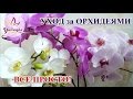 Орхидеи. Основные принципы правильного ухода 