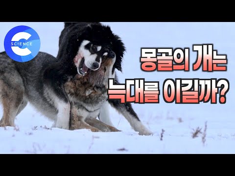 칭기즈칸과 유럽 정벌에 나섰던 용맹한 사냥개  ... 몽골의 개