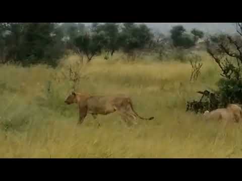 Kruger National Park January 2022  - Lions feeding