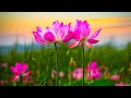 Beautiful Relaxing Hymns, Peaceful Instrumental Music, "Awaking Spring" by Tim Janis