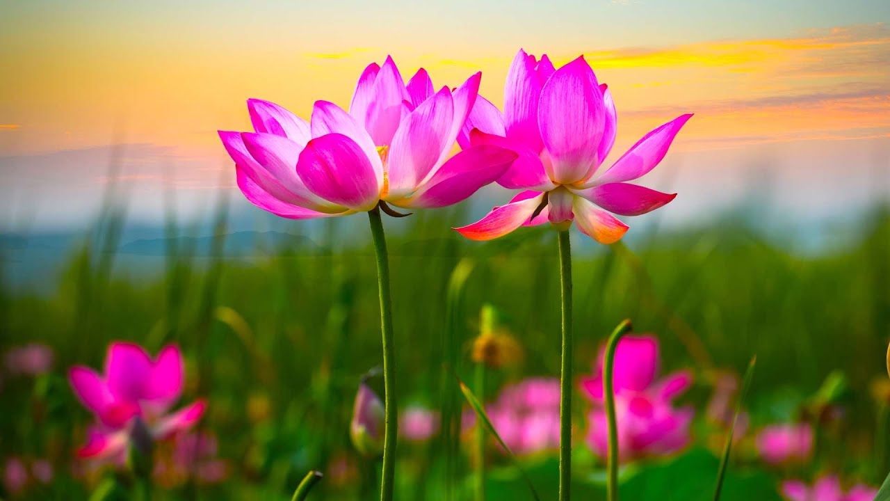 Beautiful Relaxing Hymns, Peaceful Instrumental Music, "Awaking Spring" by Tim Janis