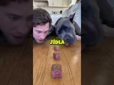 Souboj Se Psem… Kdo Vyhraje?! 🐶😲