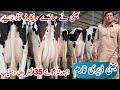 Bhatti Dairy Farm | imported cows | Friesian cows | 31 May 2024