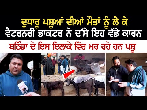 ਦੁਧਾਰੂ ਪਸ਼ੂਆਂ ਦੀਆਂ ਮੌ+ਤਾਂ ਨੂੰ ਲੈ ਕੇ ਵੈਟਰਨਰੀ ਡਾਕਟਰ ਨੇ ਦੱਸੇ ਇਹ ਵੱਡੇ ਕਾਰਨ